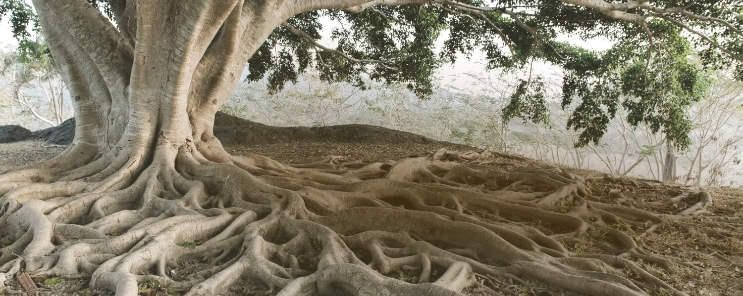 tree7.png
